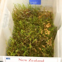 New Zealand Pigmyweed